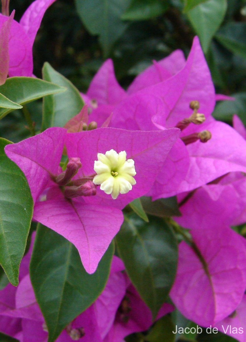 Bougainvillea spectabilis Willd.